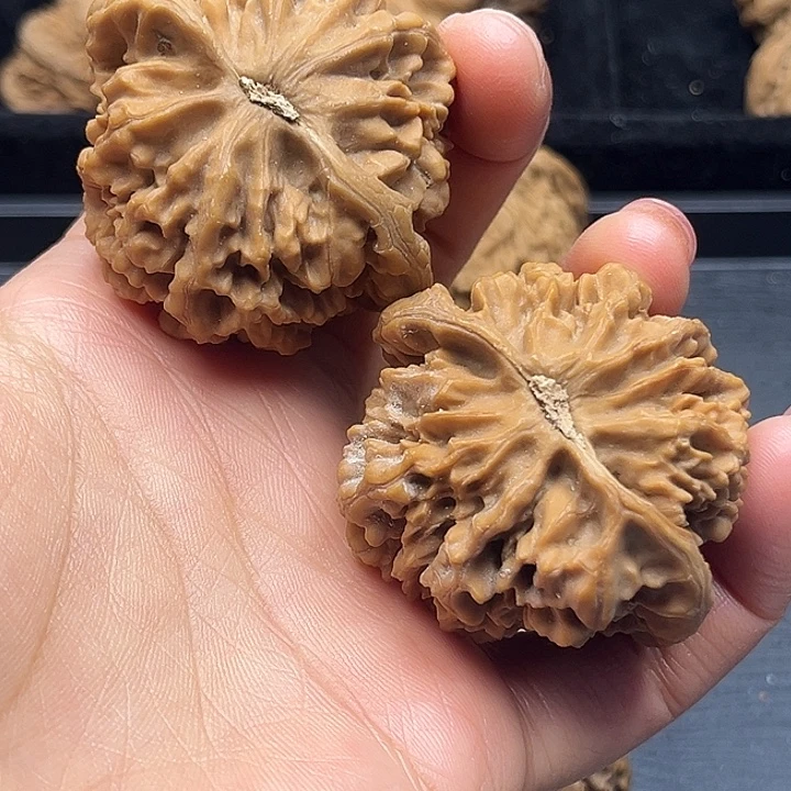 核桃秦岭突突突突突突突