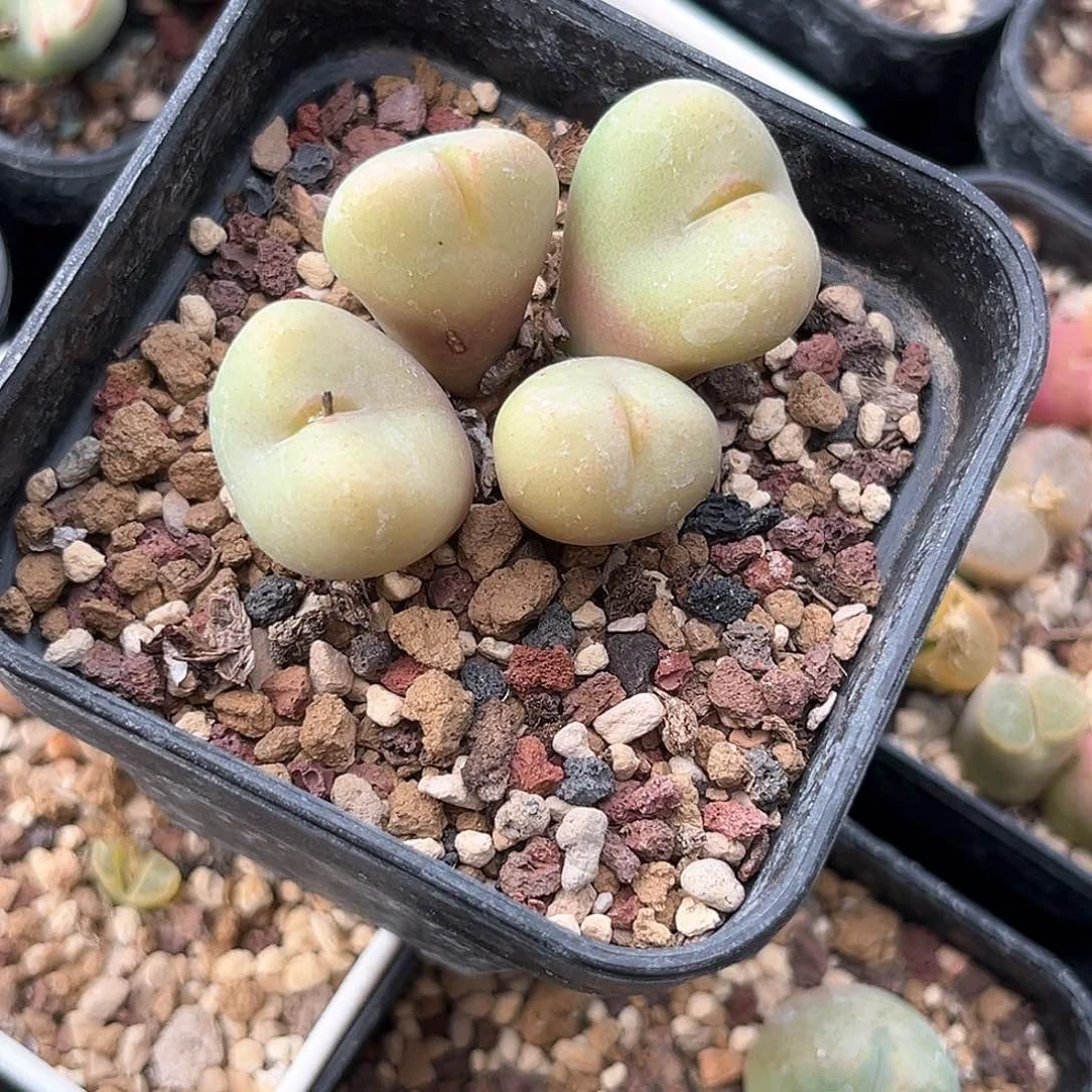 多肉植物满58包邮