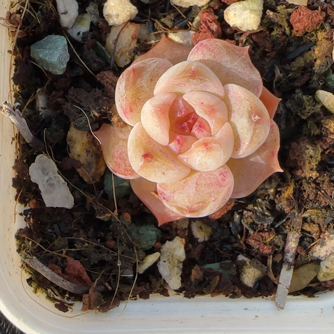 小卡拉米糖心一物一拍