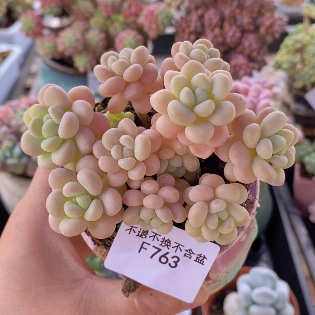 洛可可8cm763多肉植物