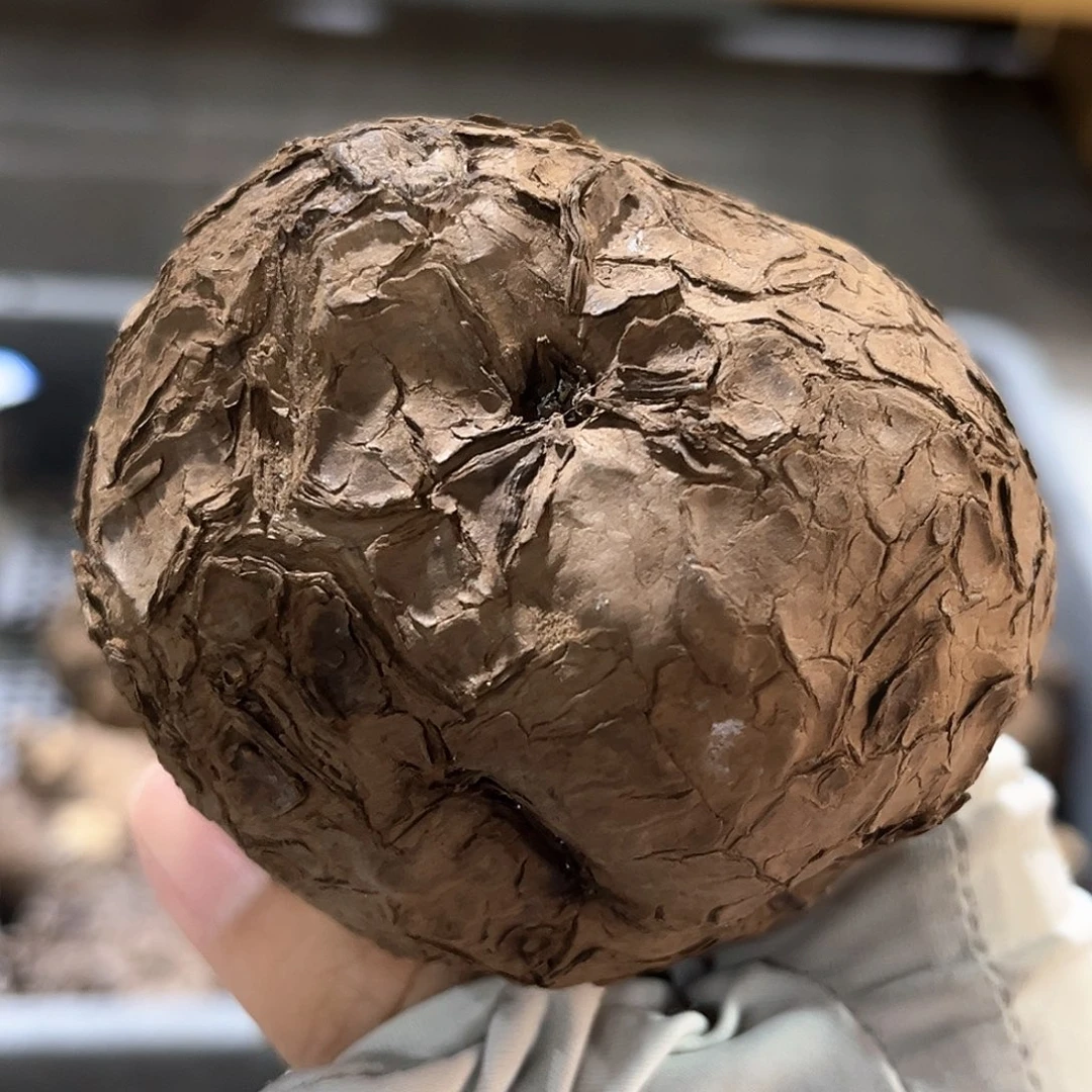 潮流植物 一叶龟 A