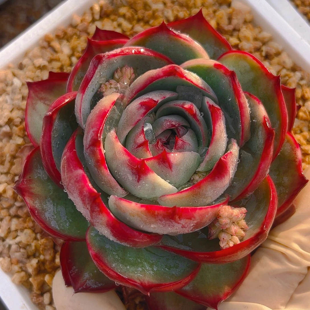 栖*惊鸿仙子一物一拍5068号