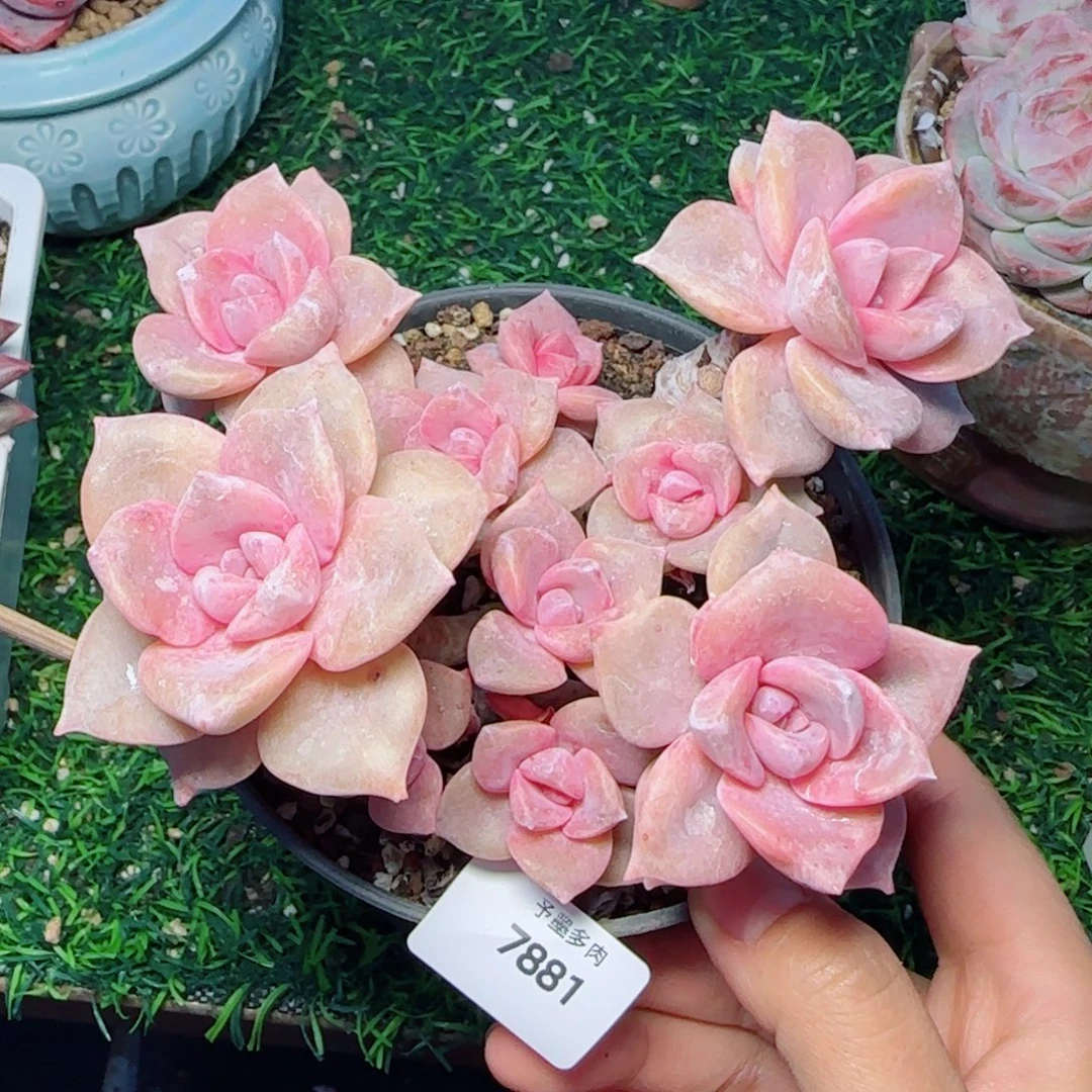 彩虹糖无砍，7881多肉植物