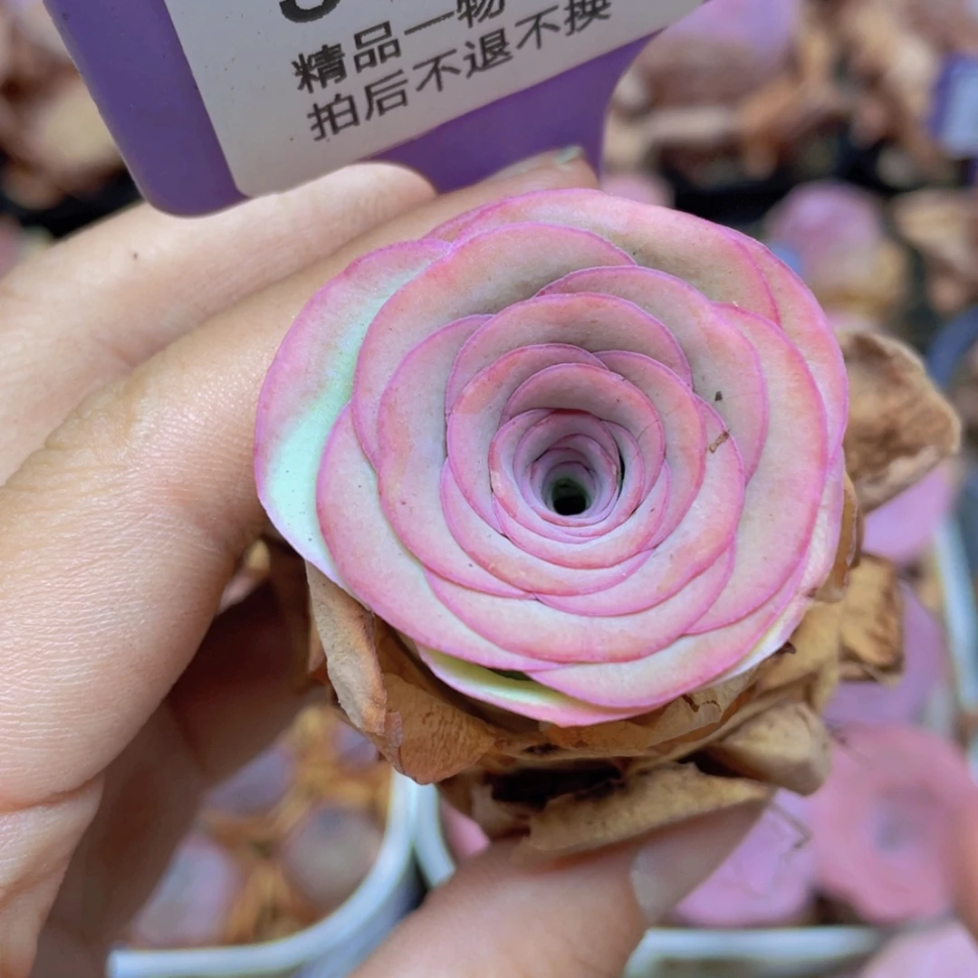 山地玫瑰J319满38包邮裸根发货