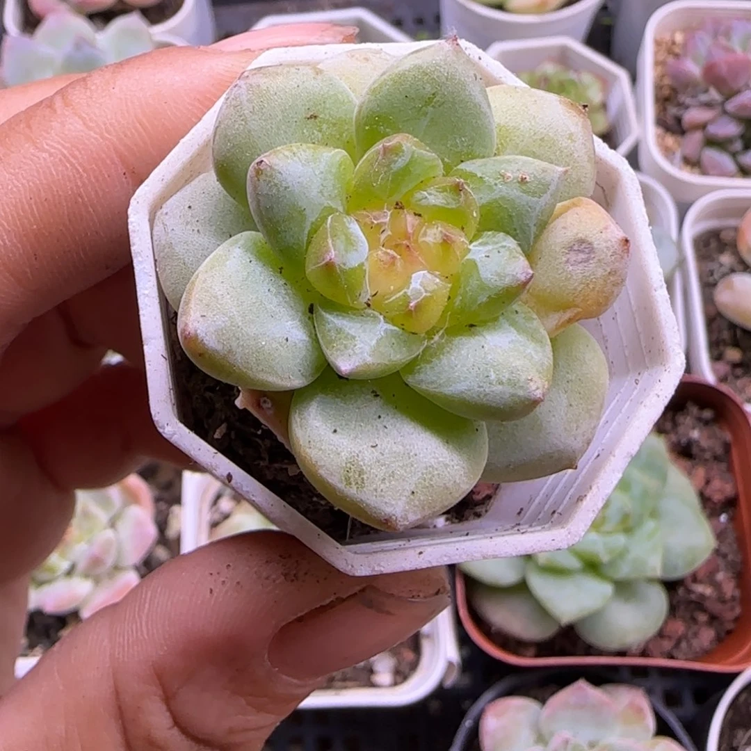 小卡拉米糖心一物一拍