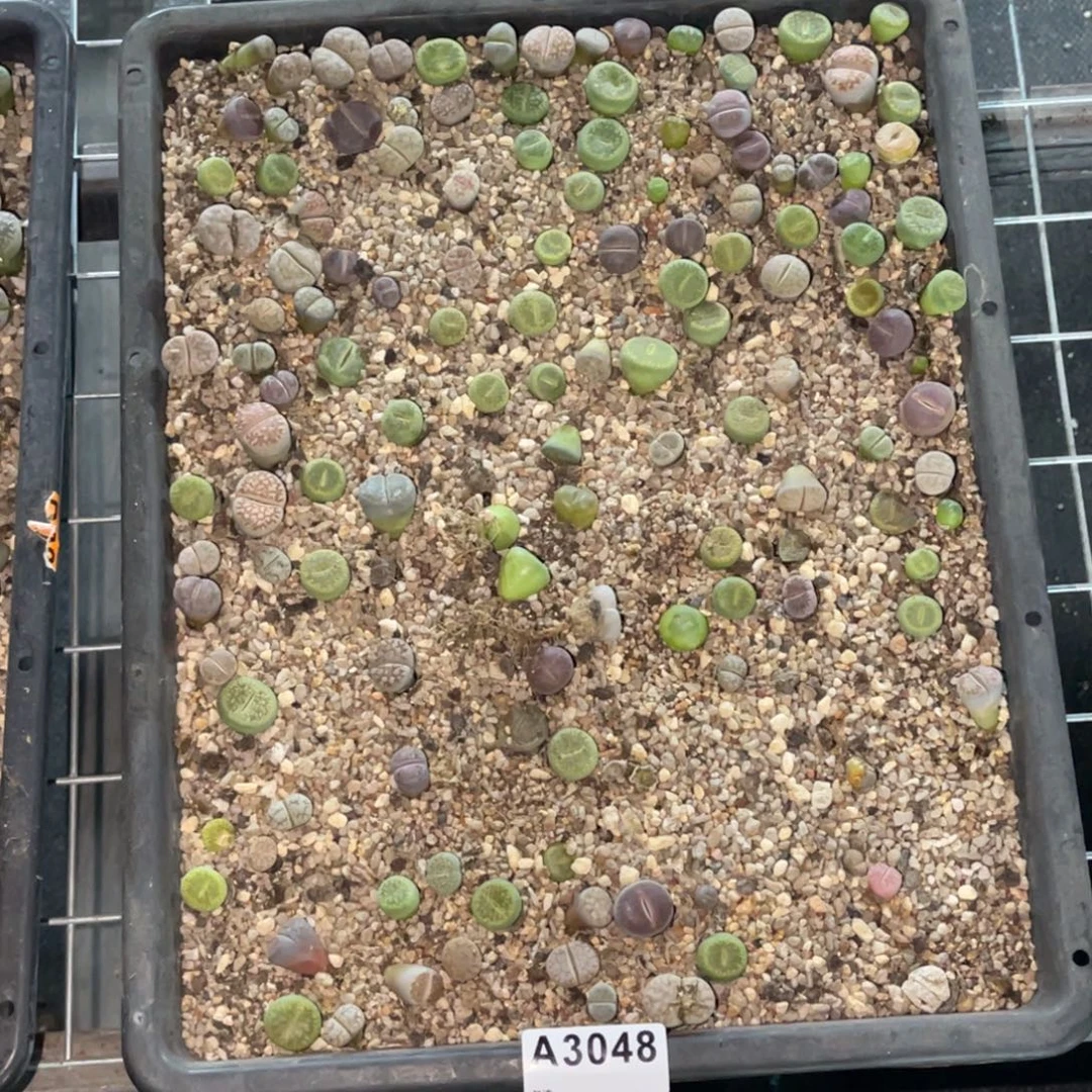 荒***舟3048福利筐1不售后