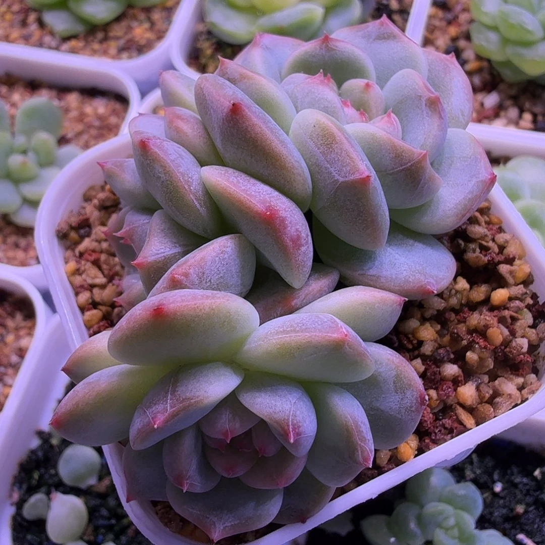 红甜心一物一拍3头