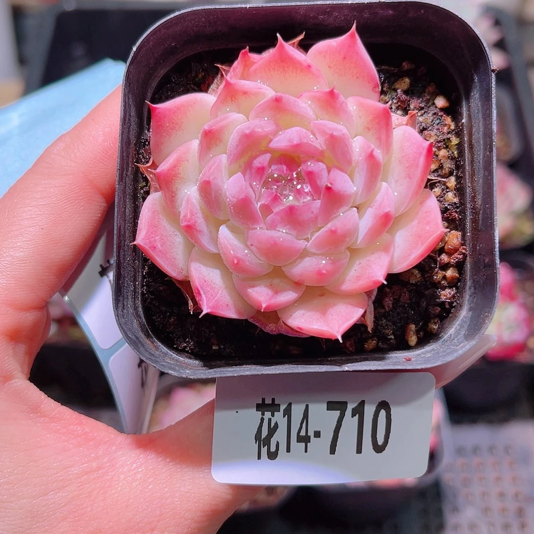 花利美14-710画扇
