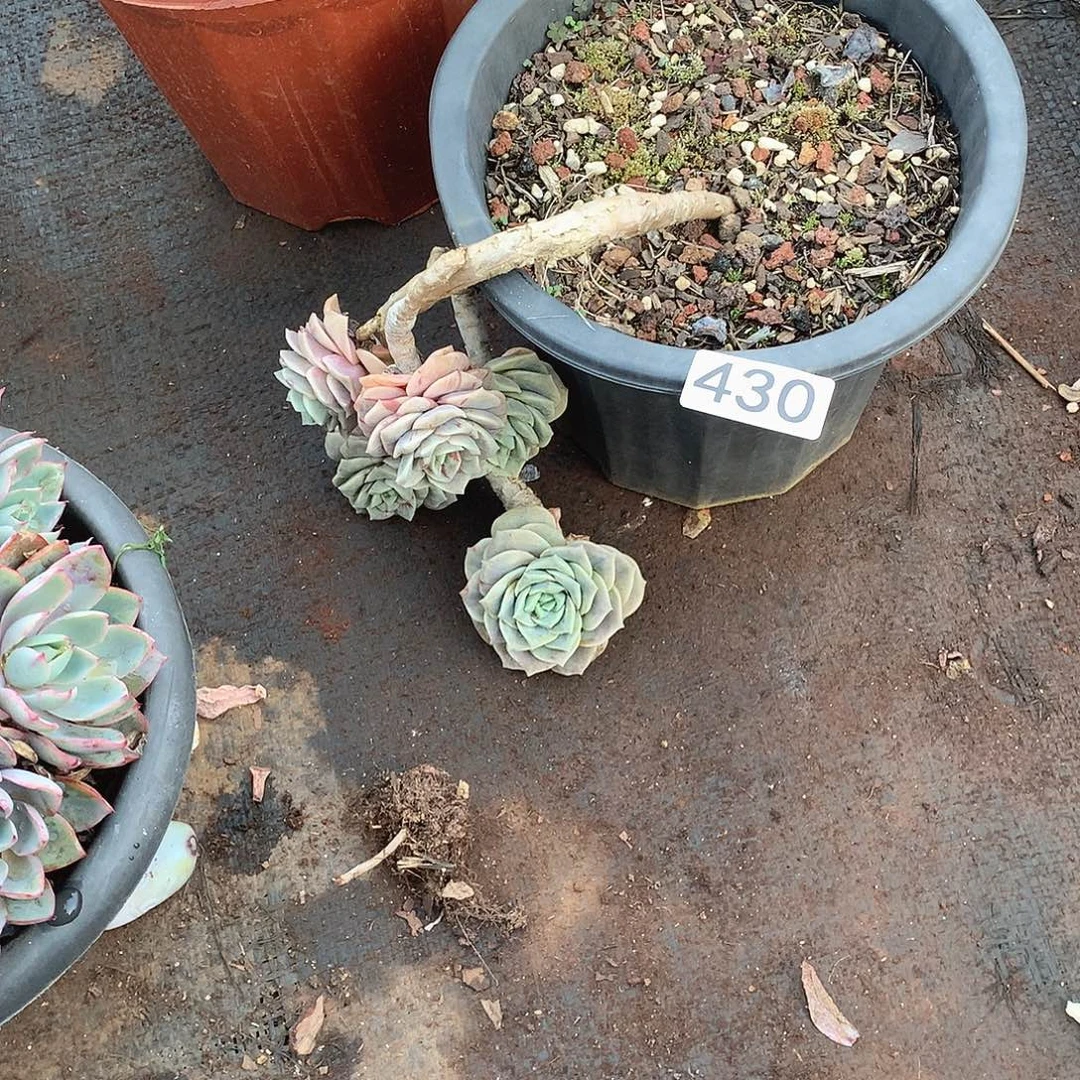 430可爱玫瑰 一物一拍多肉