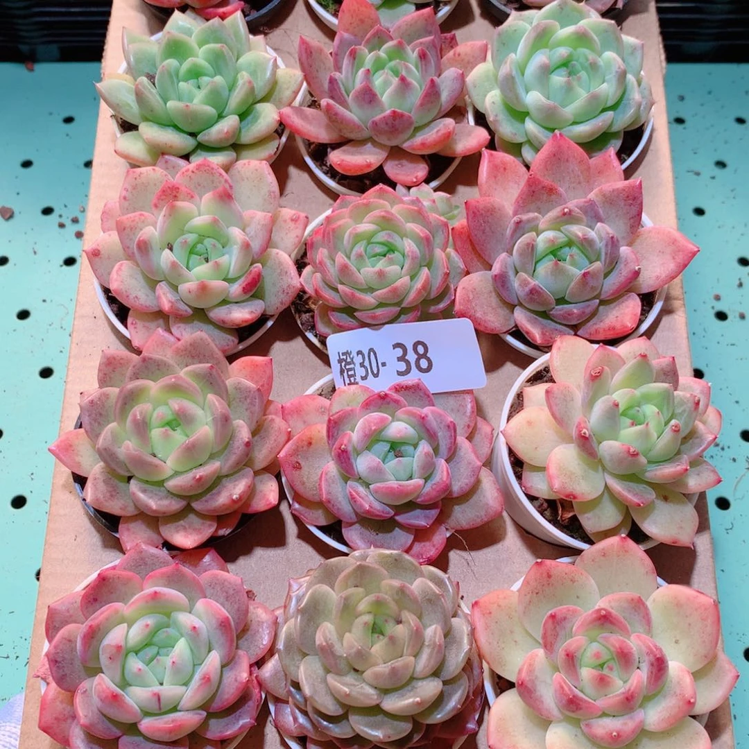 30-38一物一拍多肉带盆18颗