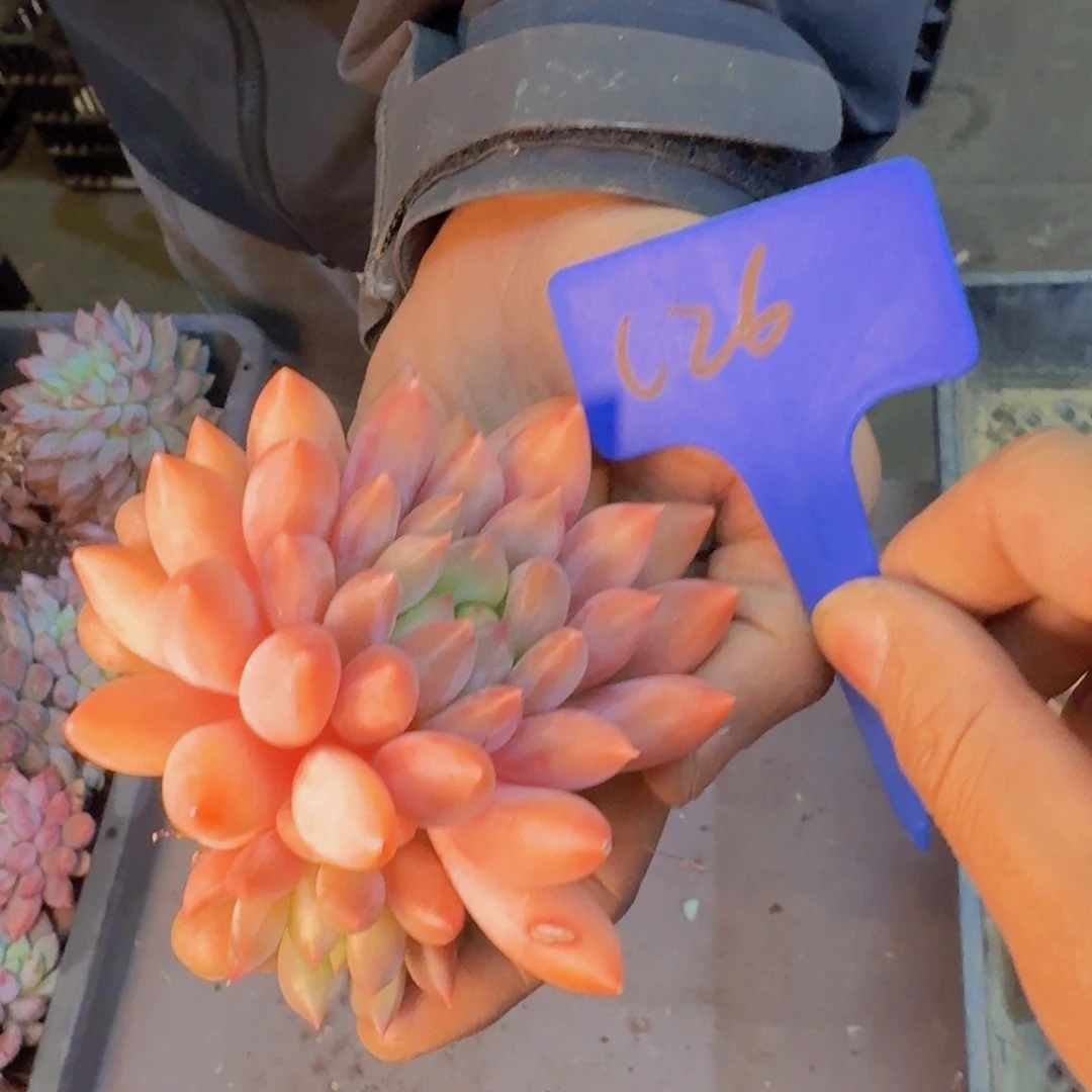 多肉植物和植物的生长