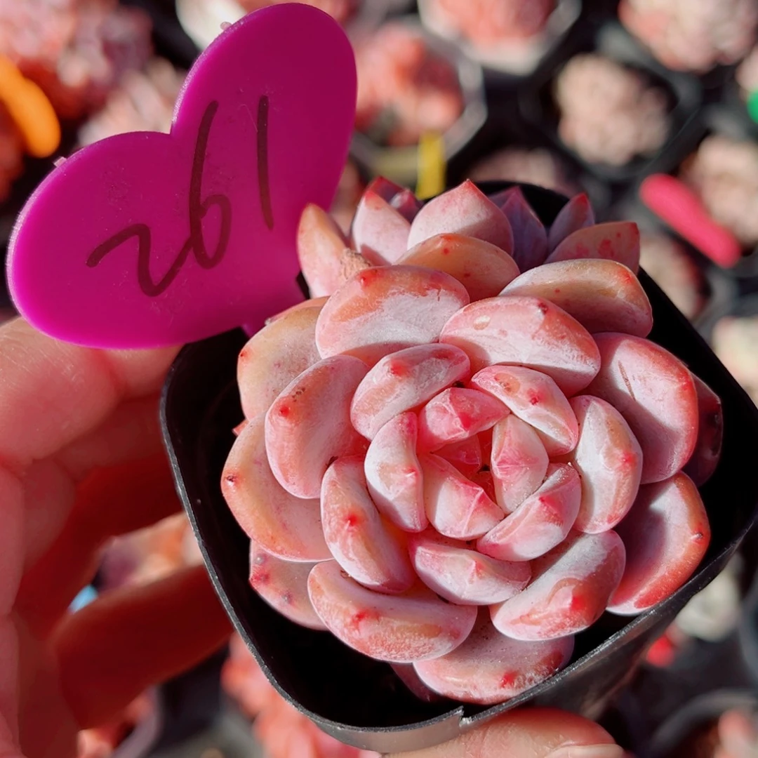 261号小老桩星影双头