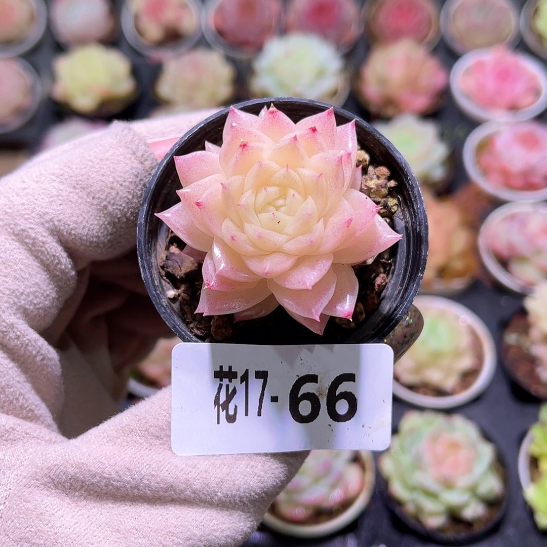 花利美17-66幻影单头
