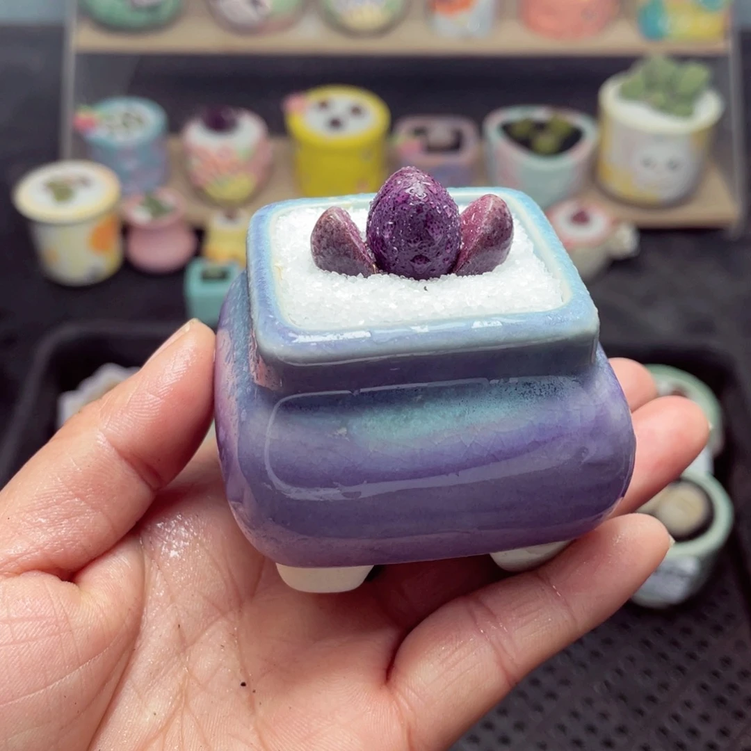 w8676 带盆土发货-零下地区拍保温箱