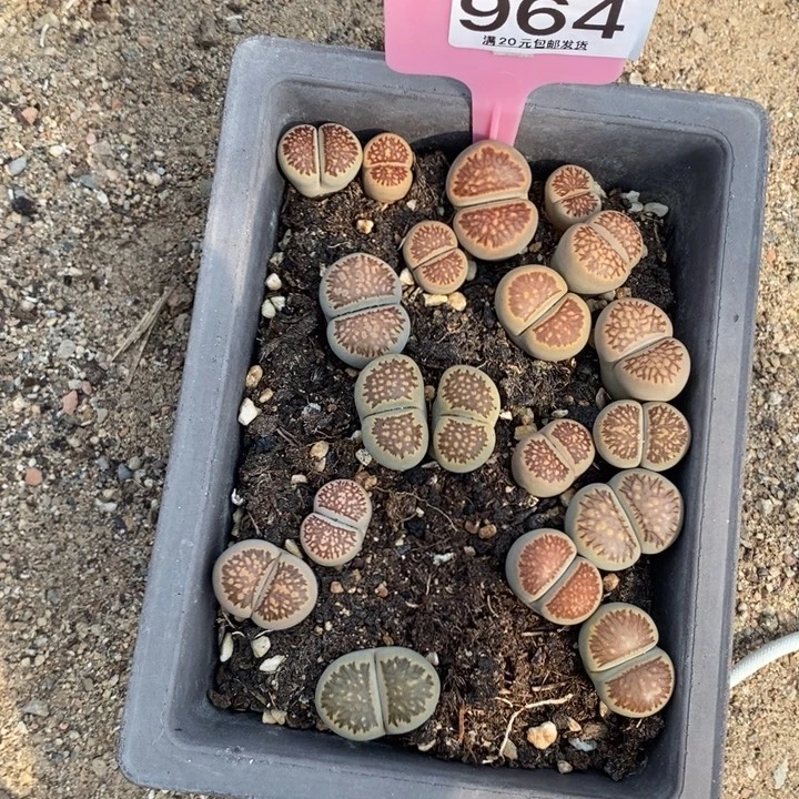 海***子生石花等植物的生长964