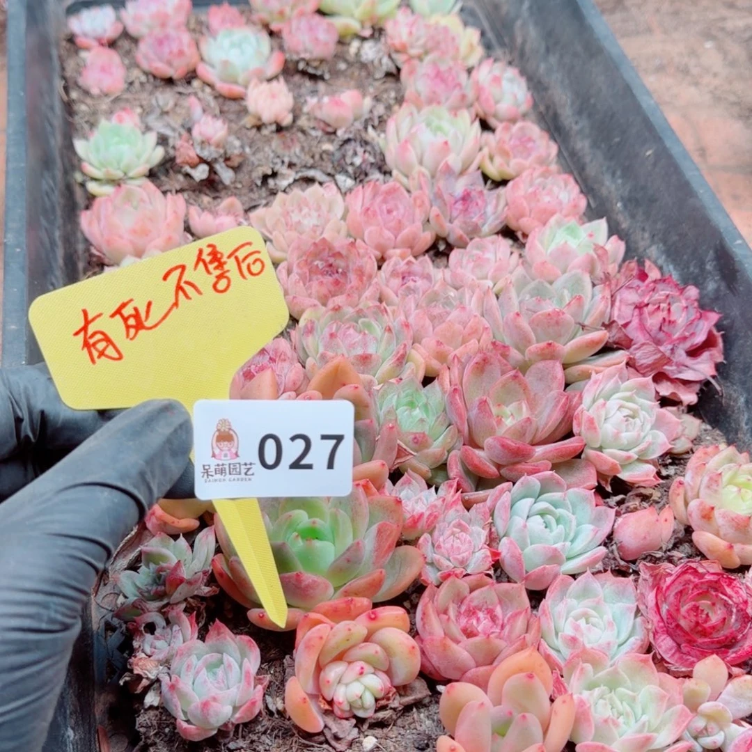 多肉植物多肉植物