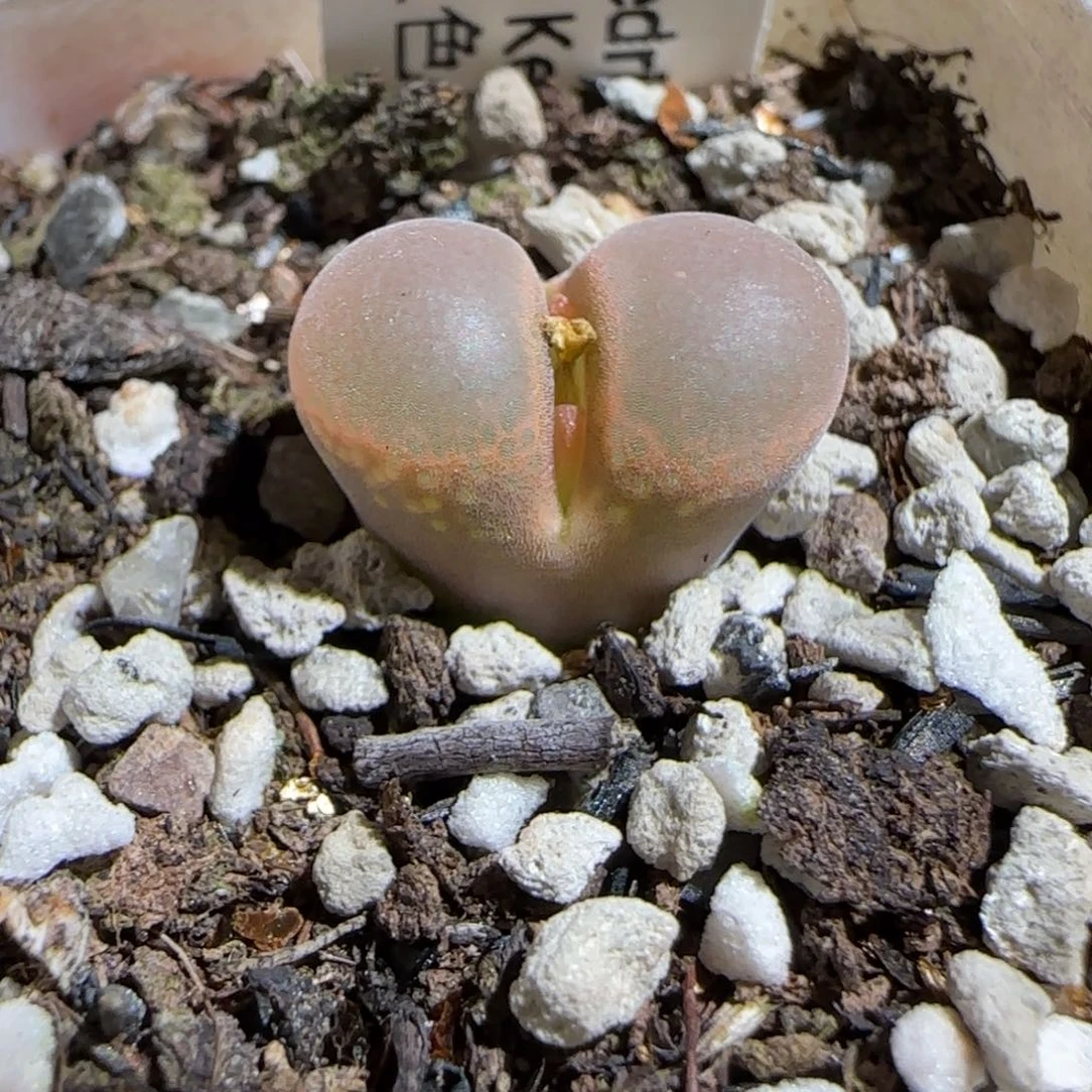 肉锥多肉植物组合-50km肯哈德426