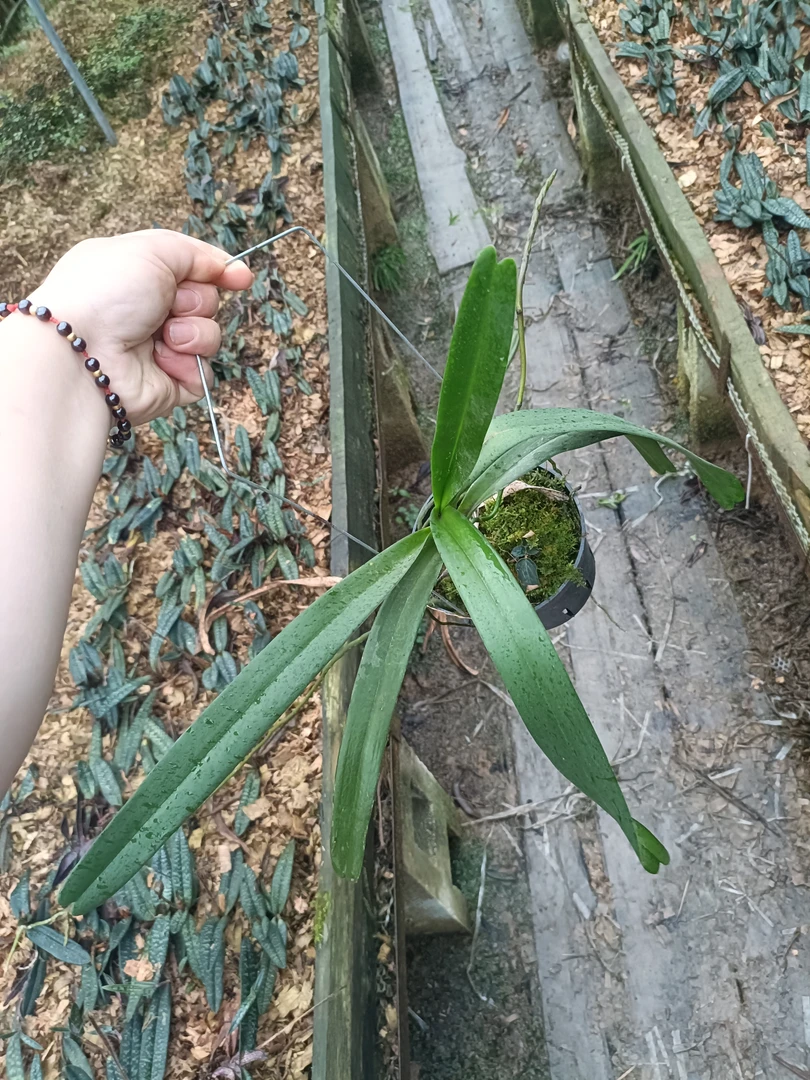 多花指甲兰香花发壮苗  绿植好养护室内室外可养