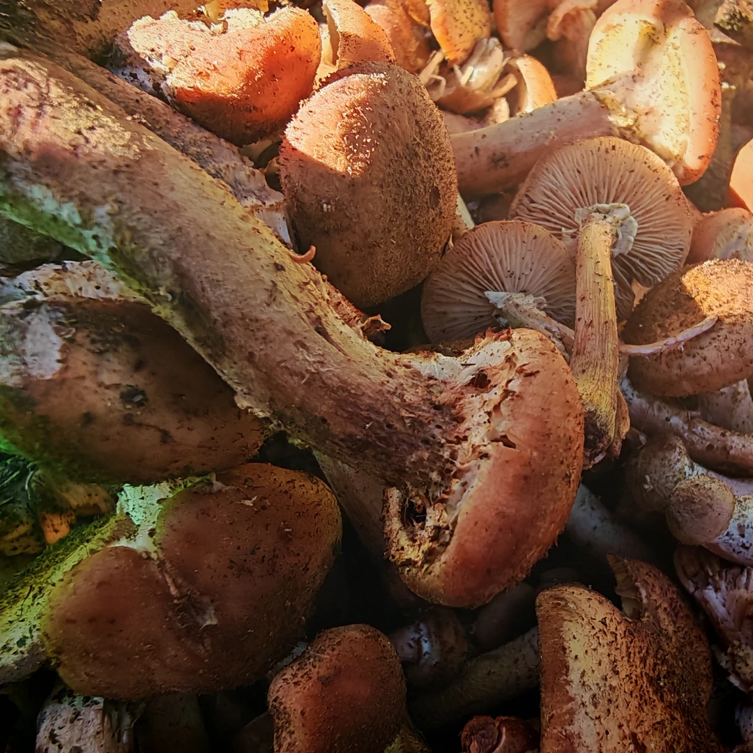 新货东北特产自然晾晒榛蘑小鸡炖蘑菇手选干货250克