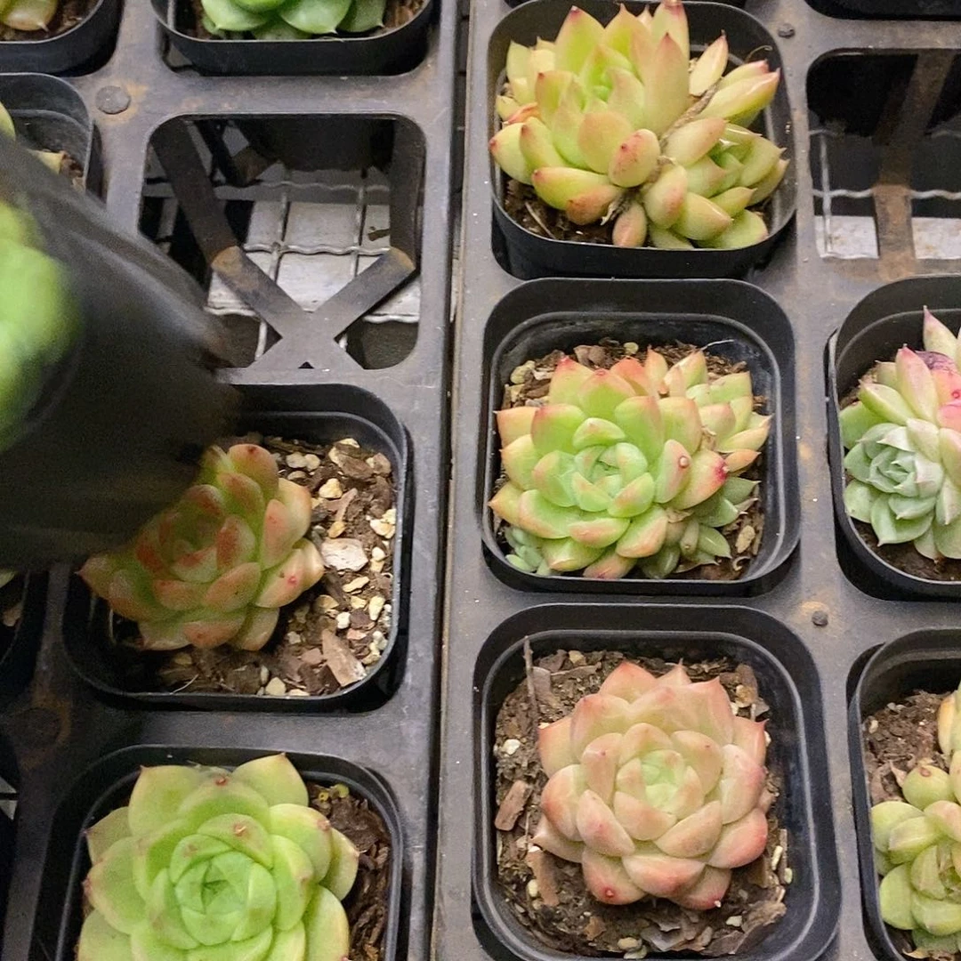 团。单头麦杆福利。福利多多