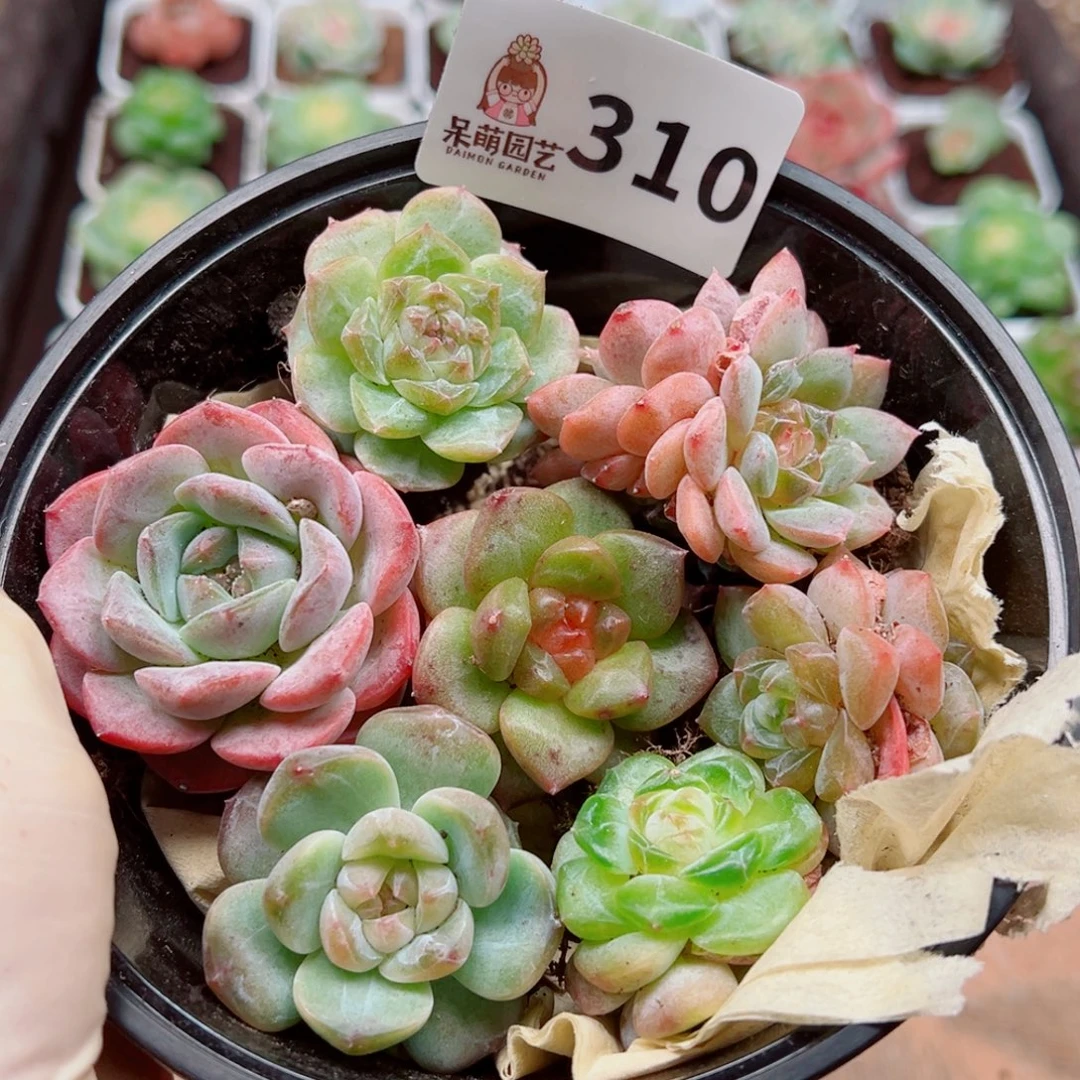 多肉植物多肉植物