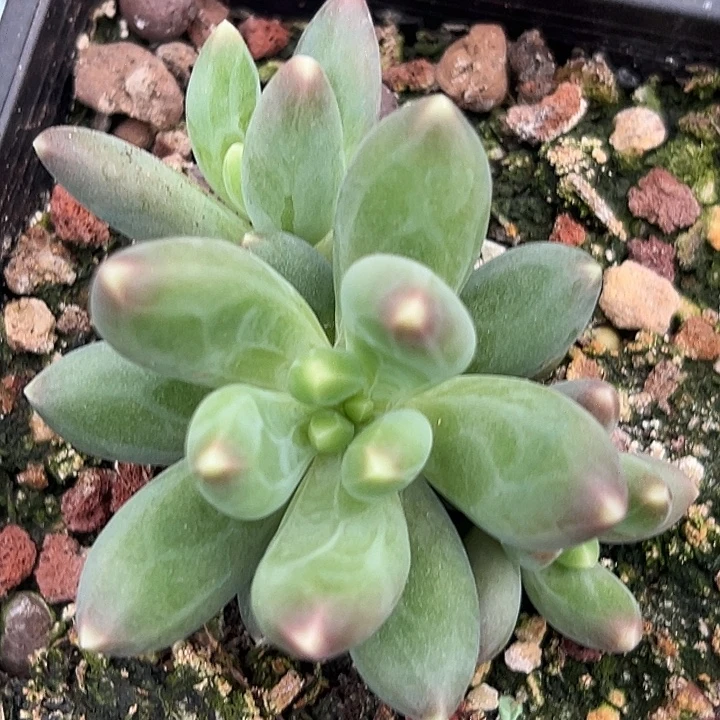 迷雾森林个体特价多肉美人