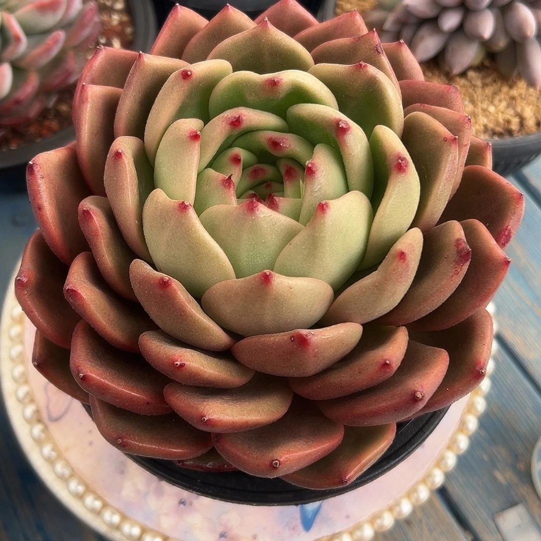 原始红钻石多肉植物