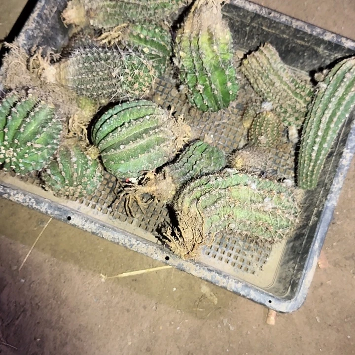 实生彩草一筐仙人球