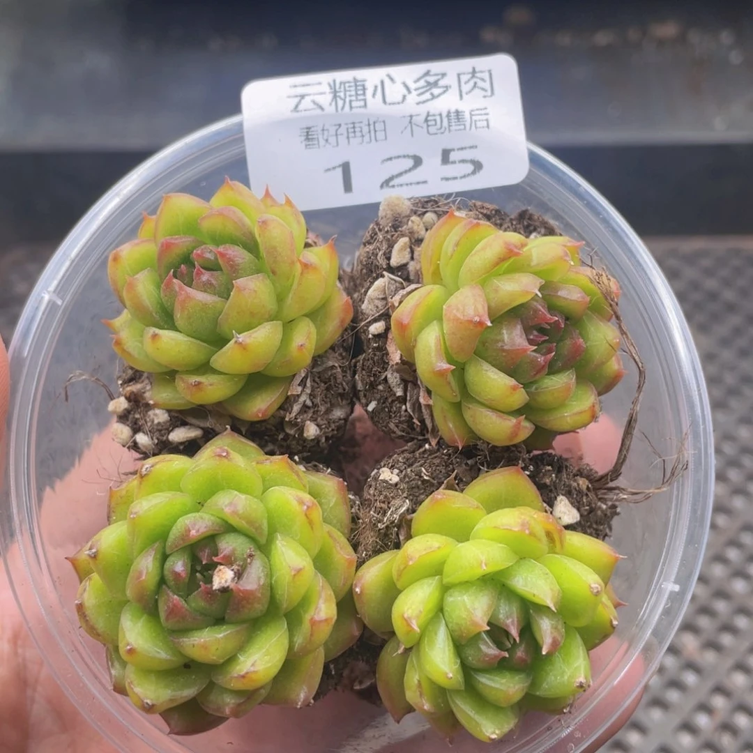 云糖心多肉植物125