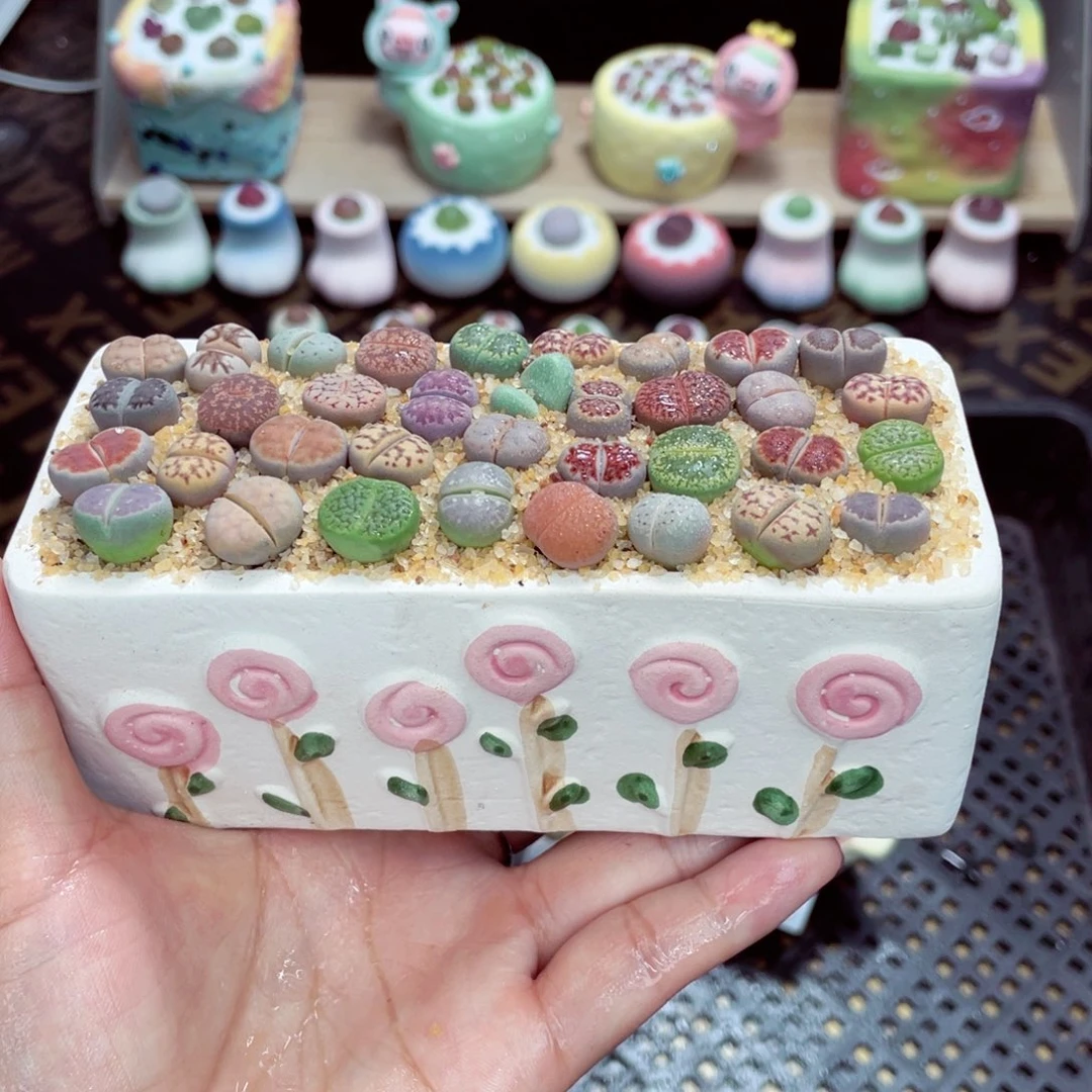 w5241 开播福利 带盆土发货一物一拍