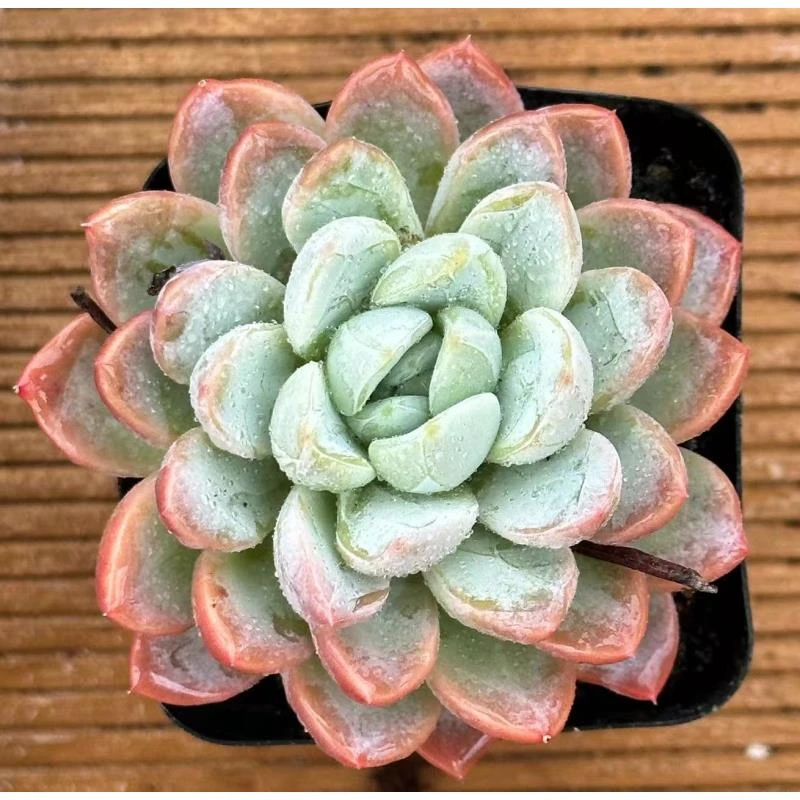 7#仙剑奇侠多肉植物 前男友精品多肉 SM0469