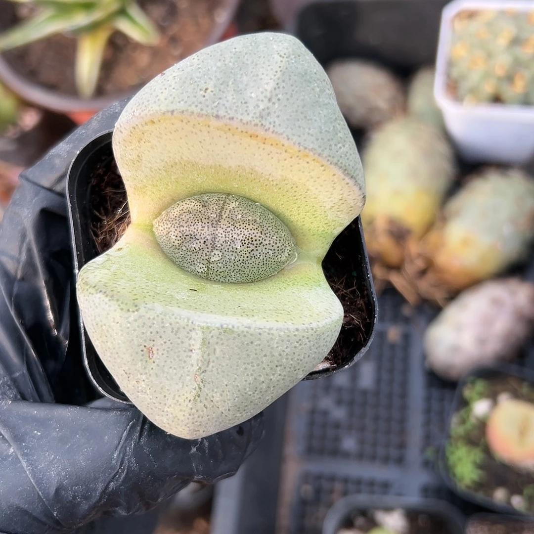 绿帝玉杜把默默的