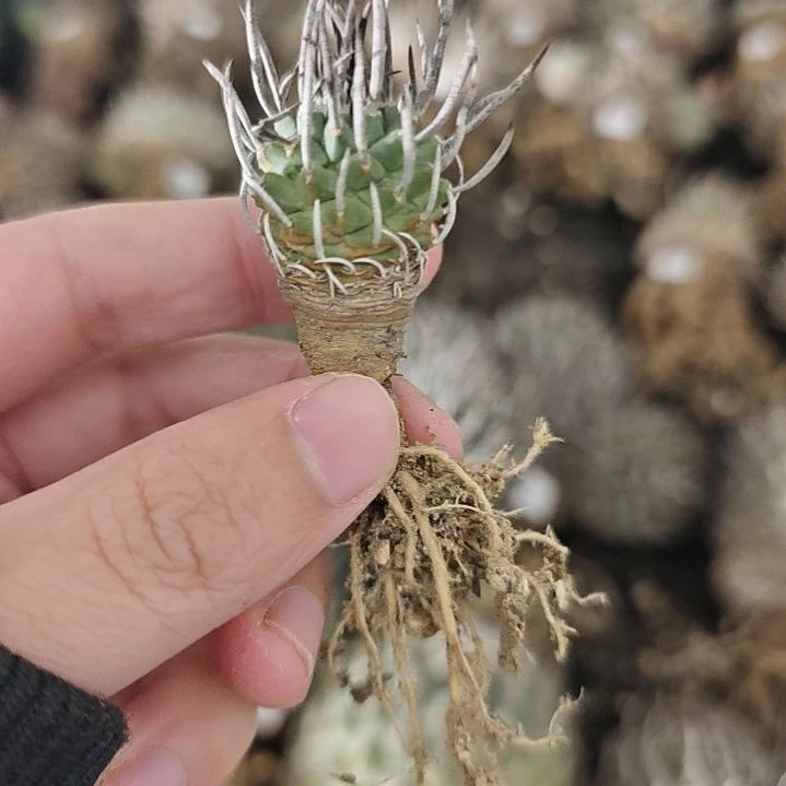 一物一拍，特优选升龙丸！