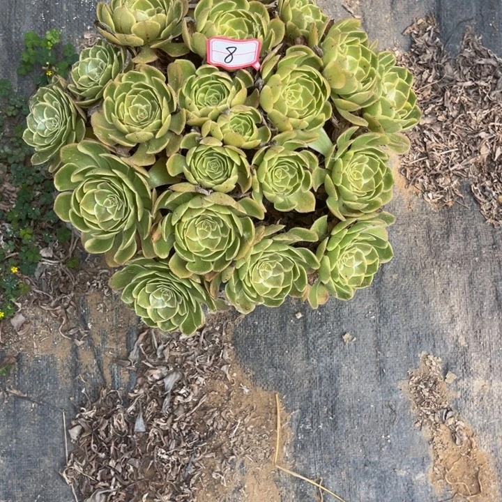 8粉花妖多肉植物法师