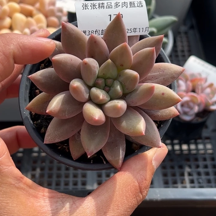 张张精品多肉甄选179