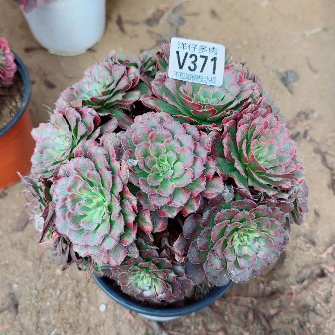 维纳斯发师371冠幅25