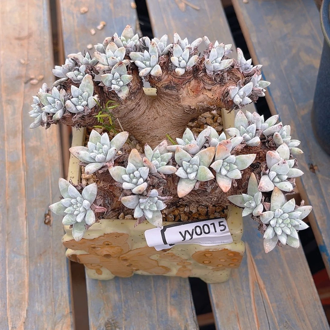 甜*老桩仙女杯yy0015