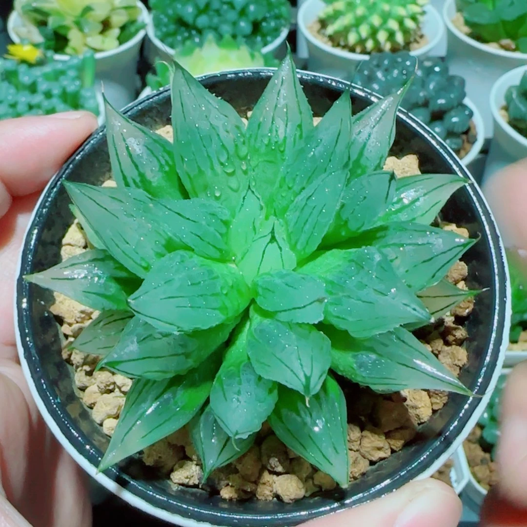 冰钻玉露多肉植物