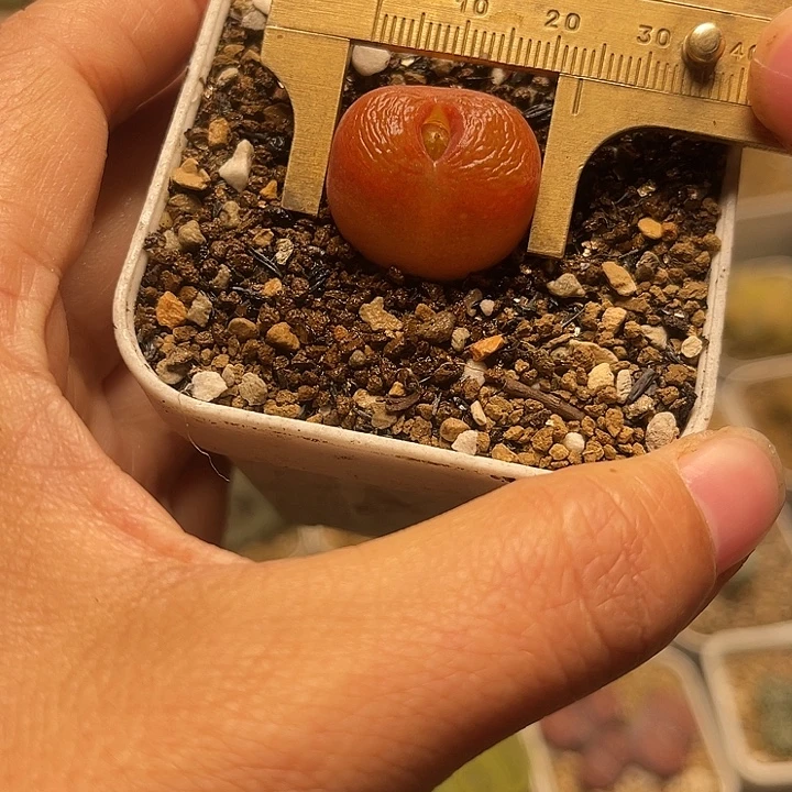 进口水蜜桃多肉植物