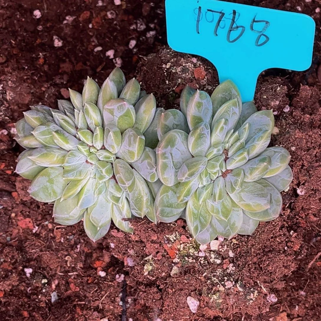 1768号晚上多肉植物群生多肉