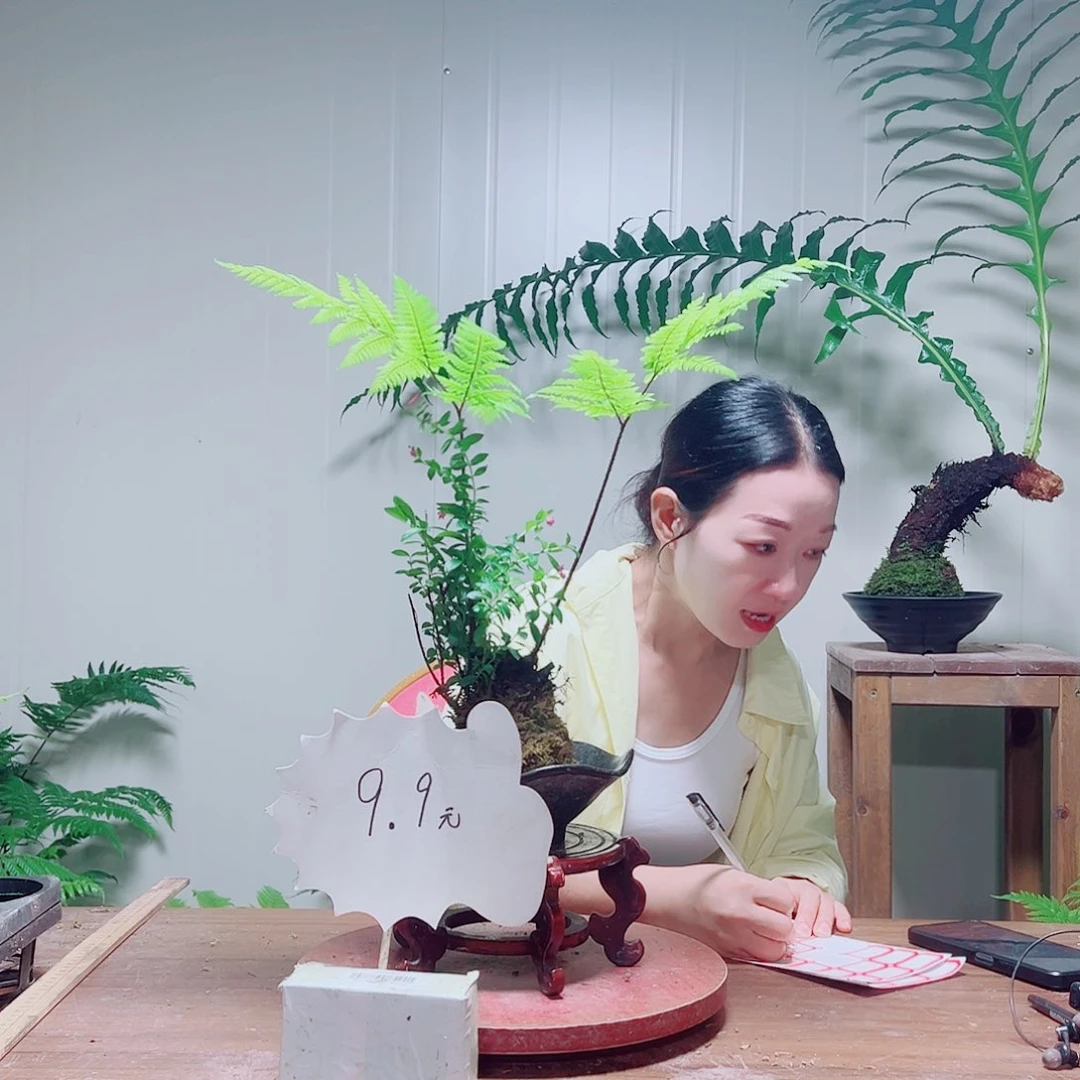 无花朵橙***群金丝虹鳞蕨