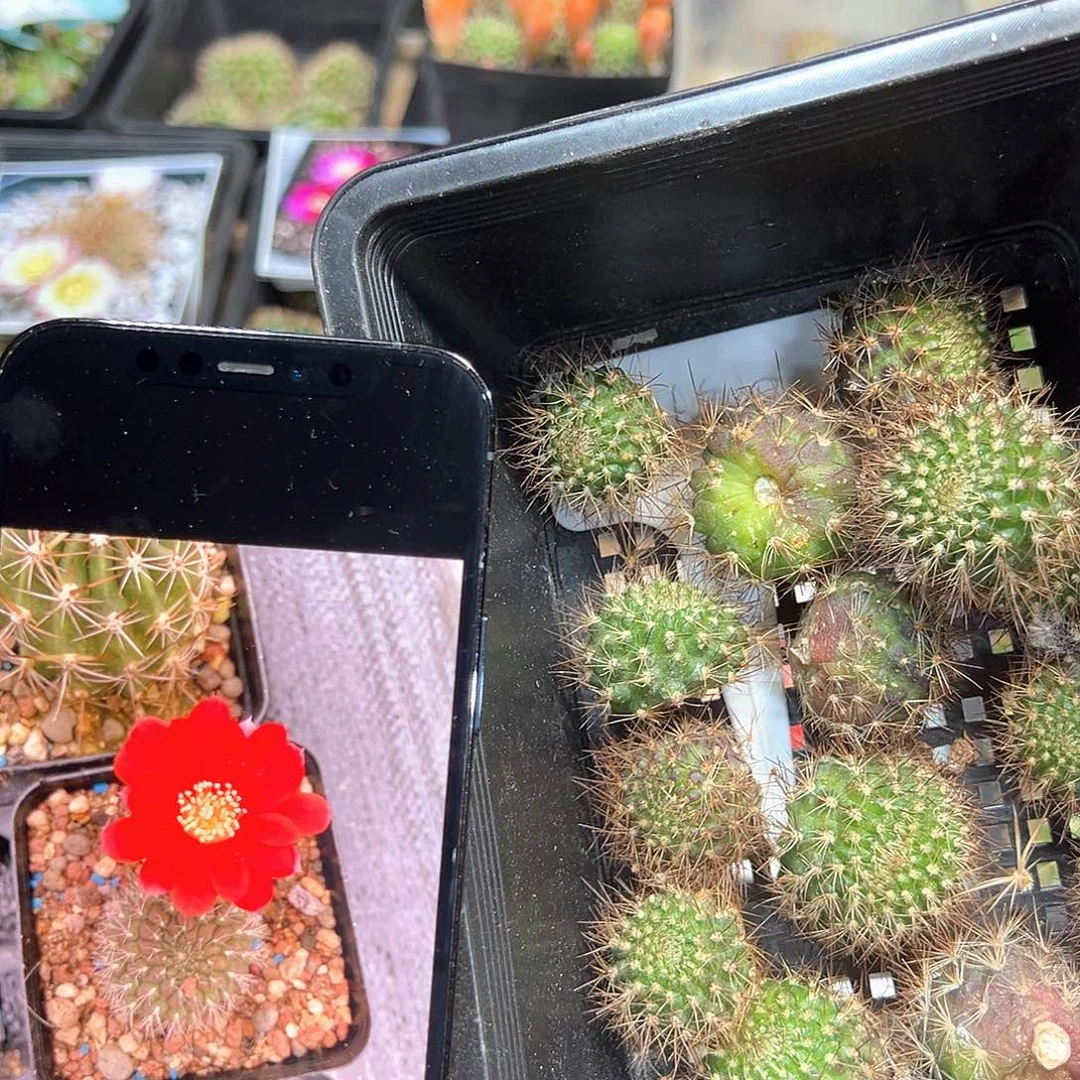 红梅-2宝山属仙人球