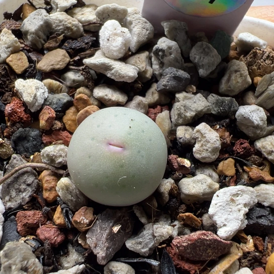 开播福利v嘴小苗一物一拍