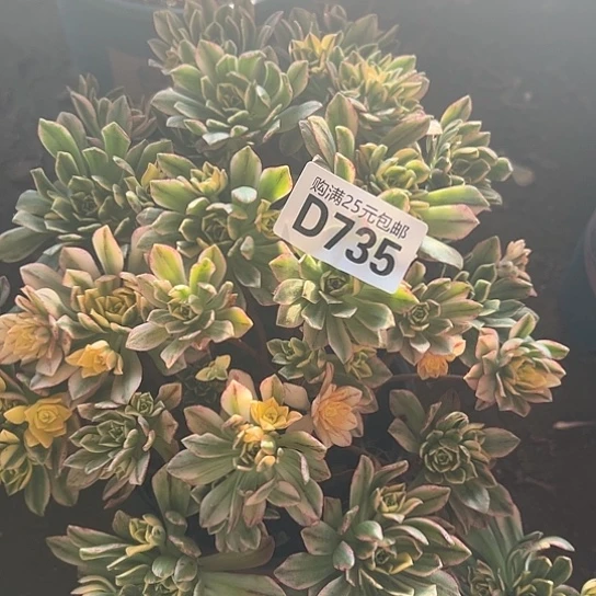 緈***銋多肉植物一个