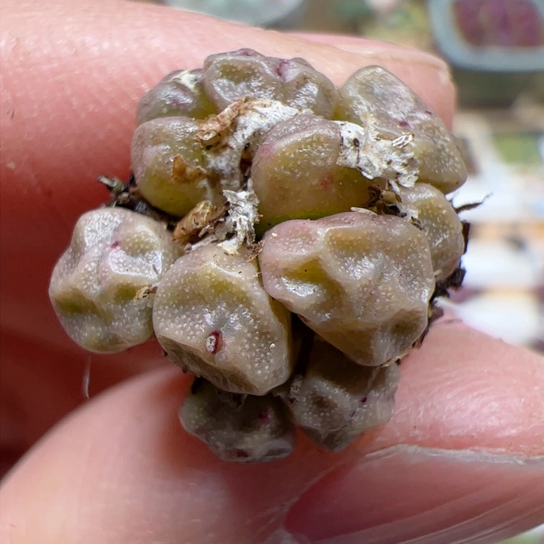 【闪购商品】35 饺子皮