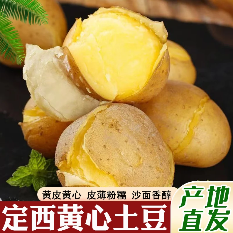 新鲜甘肃定西黄皮黄心土豆5斤/9斤