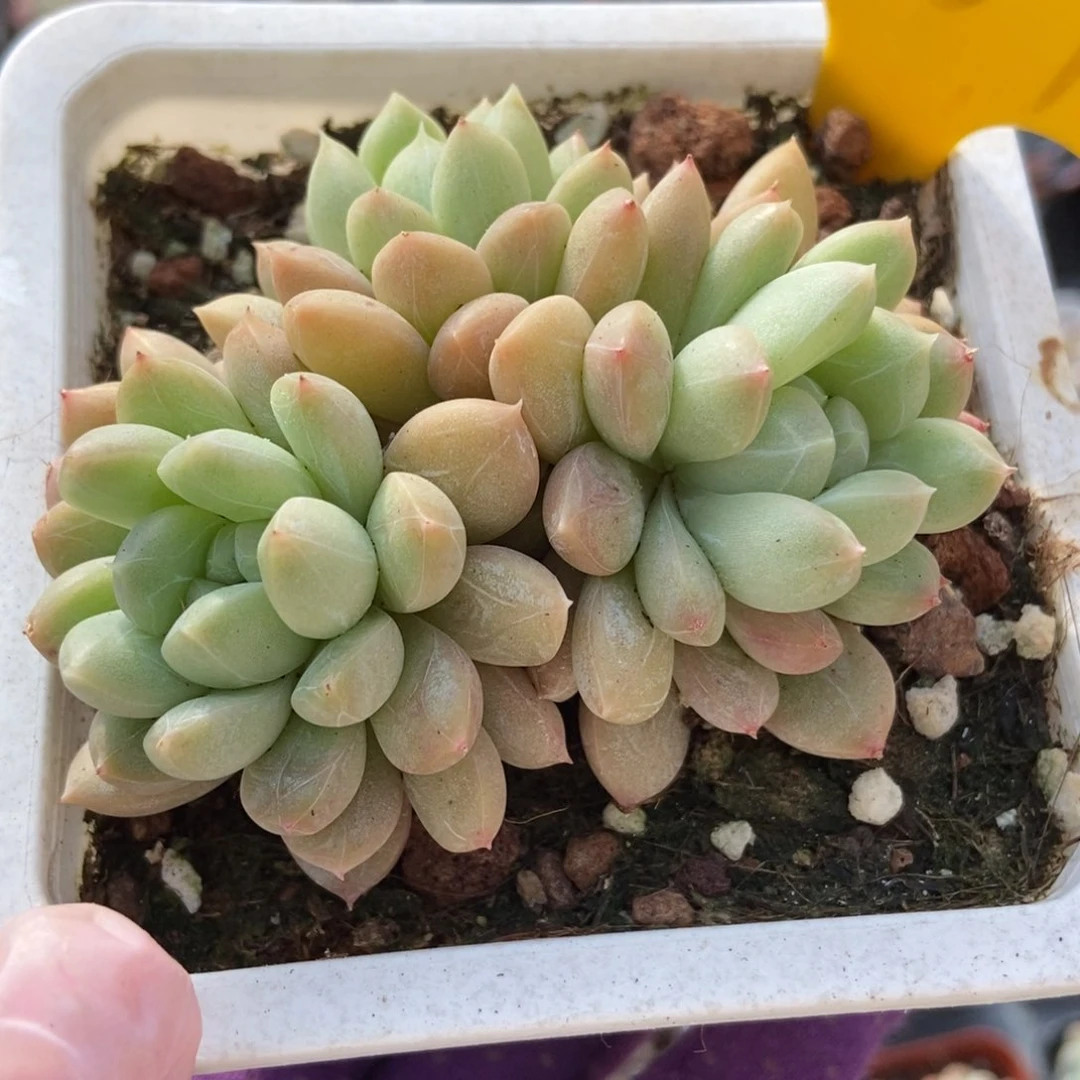 1937百搭翡翠多肉植物保护