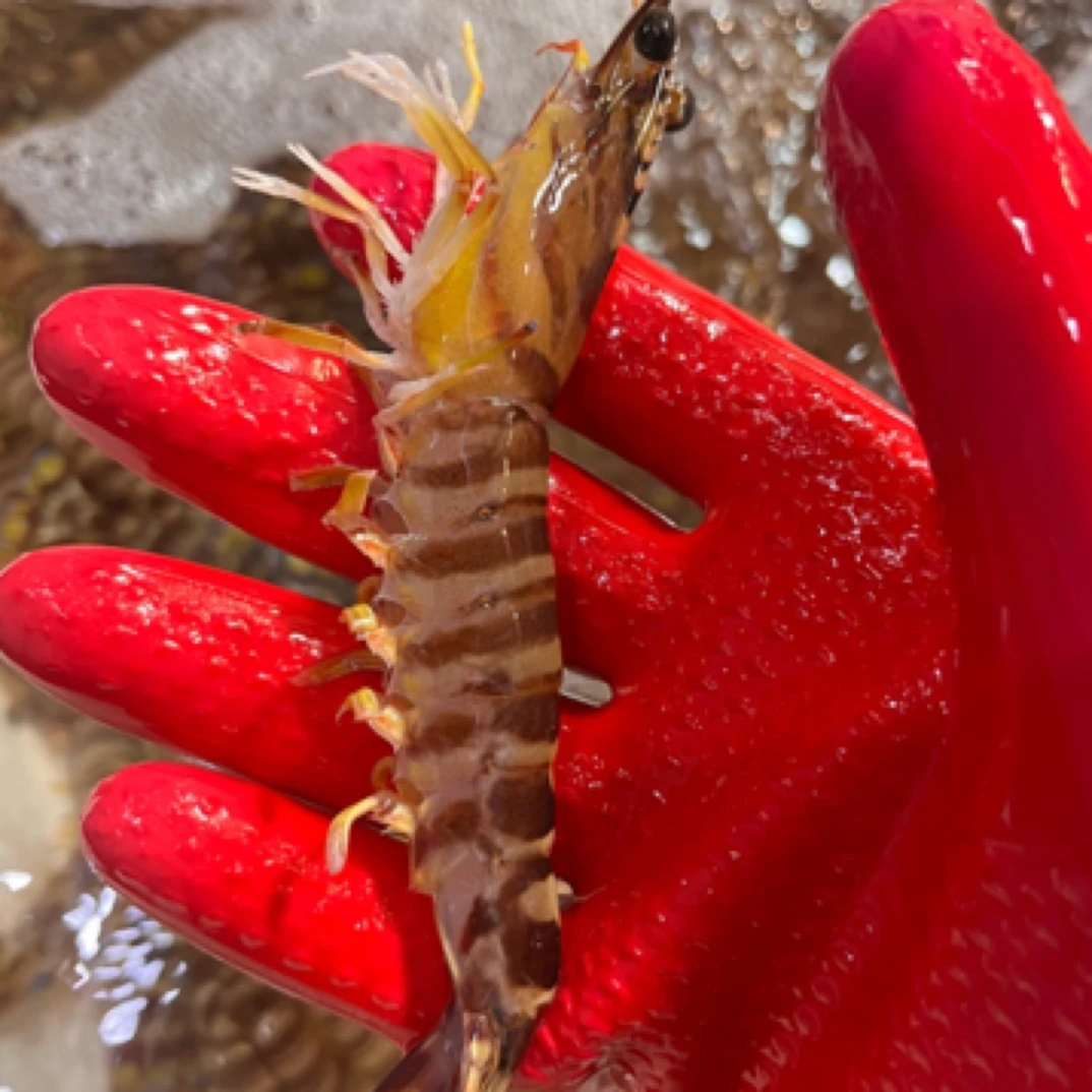 1斤九节虾，约500g