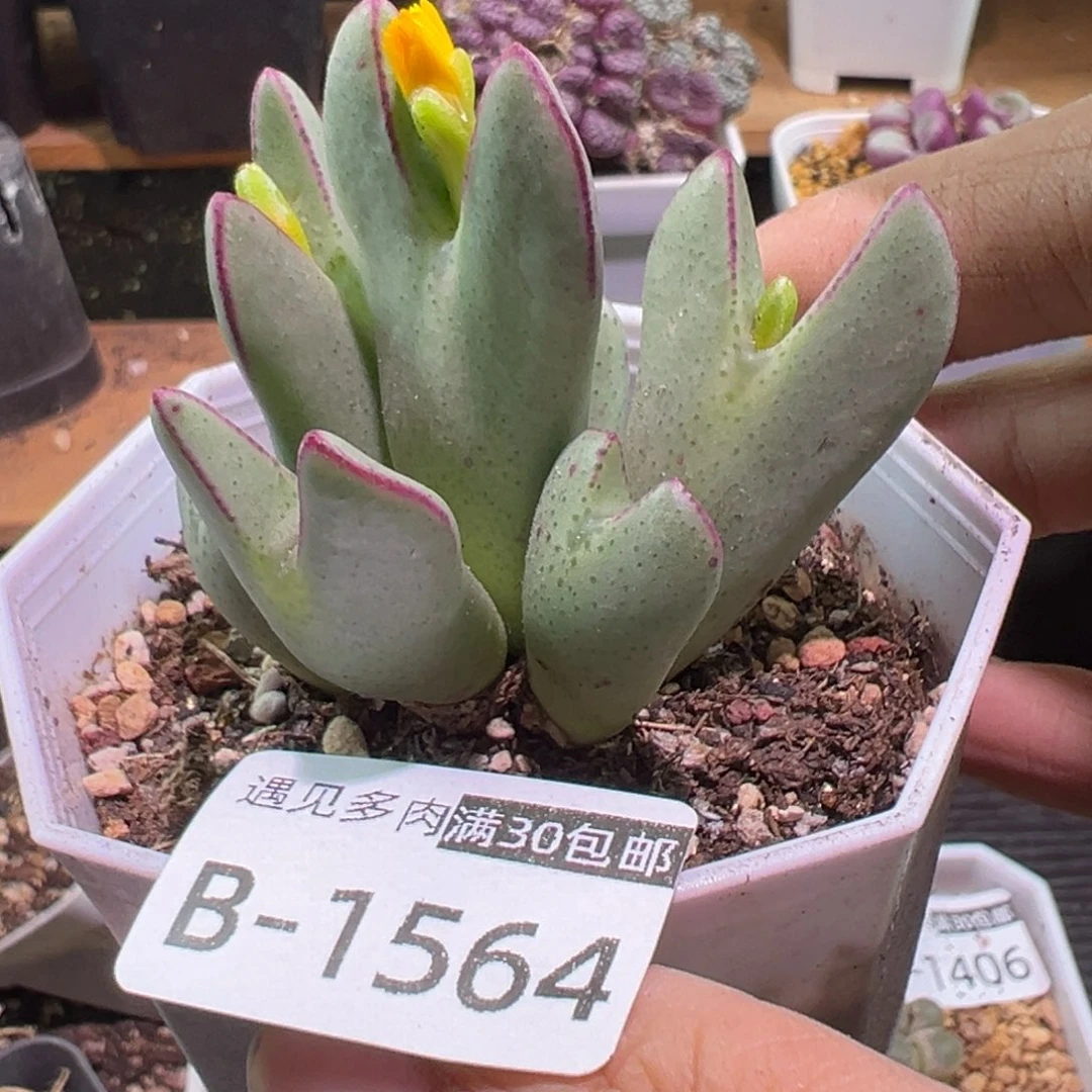 花****多肉植物111111111111