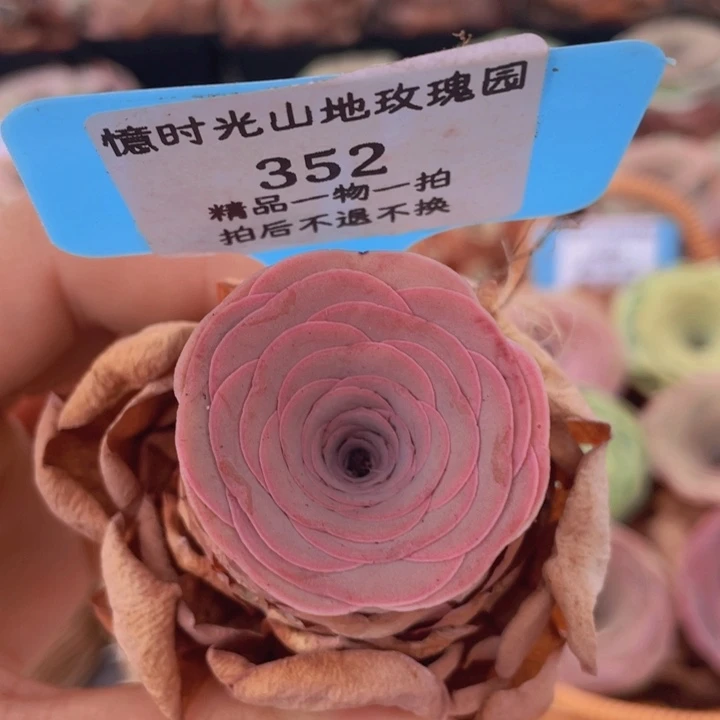 山地玫瑰352裸根发货不售后